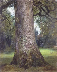 Study of an Elm Tree